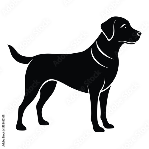 A sleek, isolated black labrador with curved lines stands gracefully in a side profile
