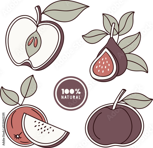 fresh tropical fruit slice vector set collection art
