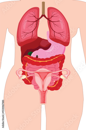 Detailed female internal organ anatomy illustration with reproductive and digestive systems visible