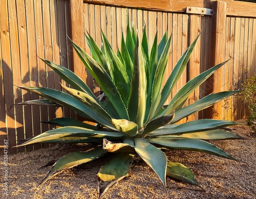 green agaves thrive in a garden near a wooden fence in bright daylight