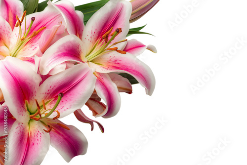 beautiful pink lilies flower composition isolated on white background