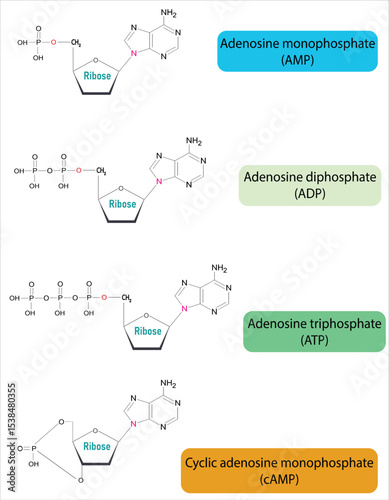 Molecular Structures of Adenosine Monophosphate, Diphosphate, Triphosphate, and Cyclic AMP. Medical Infographic Vector Illustration