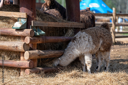 Llama foraging hay in an outdoor petting zoo during a sunny afternoon