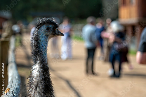 Emu looks curiously at visitors at a wildlife park during a sunny afternoon