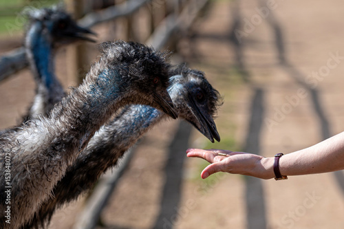 Emus approach human hand during feeding session at an animal sanctuary in daylight