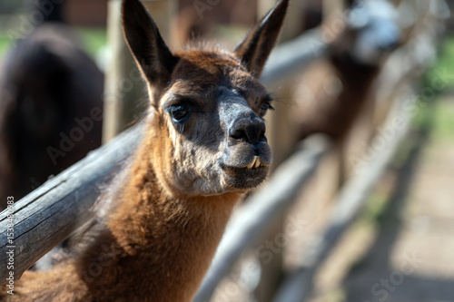 Close-up of a curious llama at a farm during a sunny afternoon in autumn