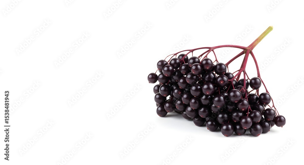 Close-up of a Cluster of Ripe Dark Elderberries on a White Background Close-up of a Cluster of Ripe Dark Elderberries on a White Background