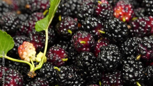 Mulberry berries. Mulberry - fruit tree whose fruits have many beneficial properties. Morus, genus of flowering plants in family Moraceae, consists of 19 species of trees commonly known as mulberries