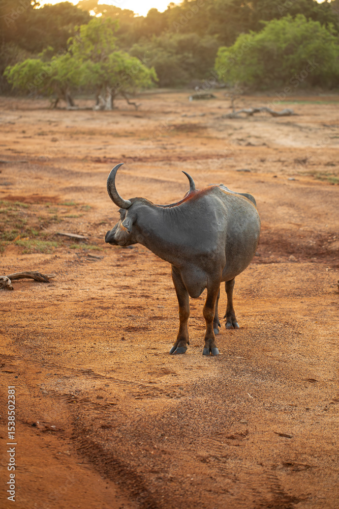 Obraz premium carabao, asian buffalo in the wild