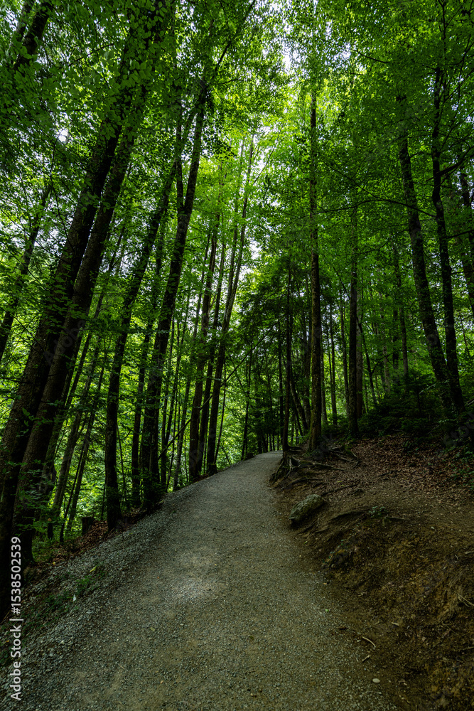 Obraz premium path in the forest Rappenlochschlucht