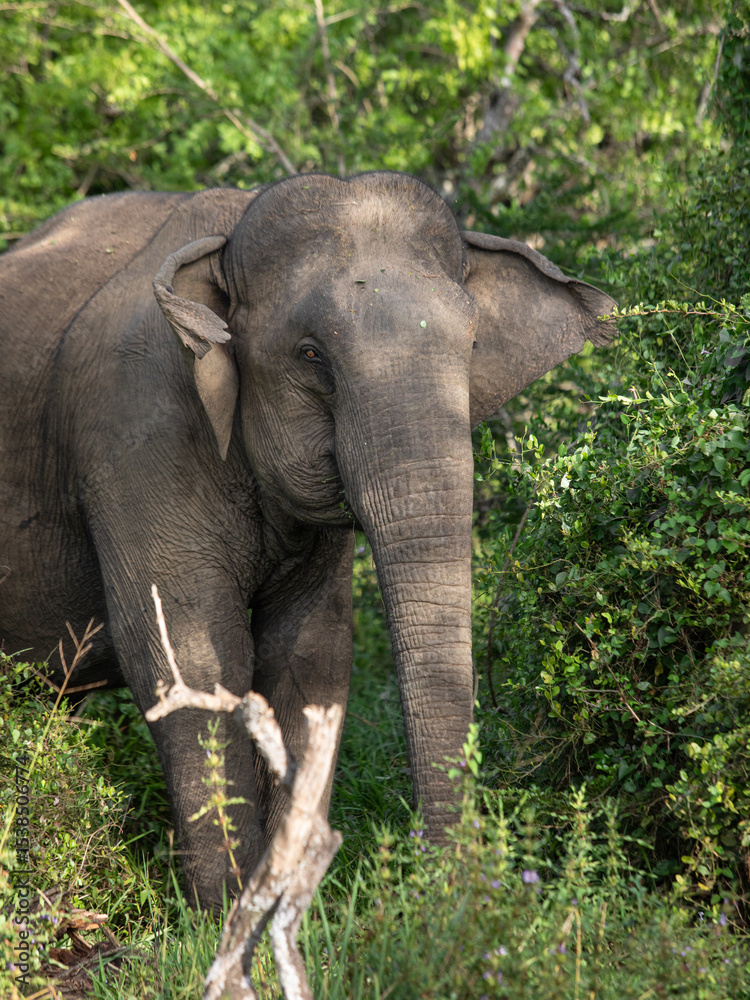 Fototapeta premium elephant in the wild, elephant looking for food, elephant sri lanka, african elephant