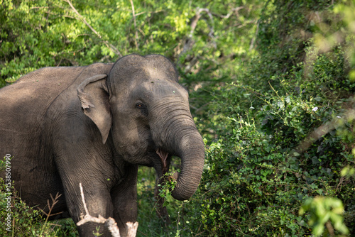 Photography elephant in the wild, elephant looking for food, elephant sri lanka, african ele