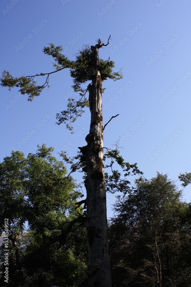 Fototapeta premium trees in the forest
