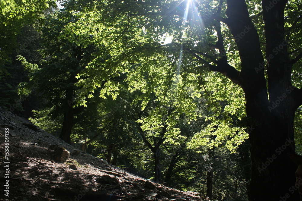 Obraz premium sun shining through the trees