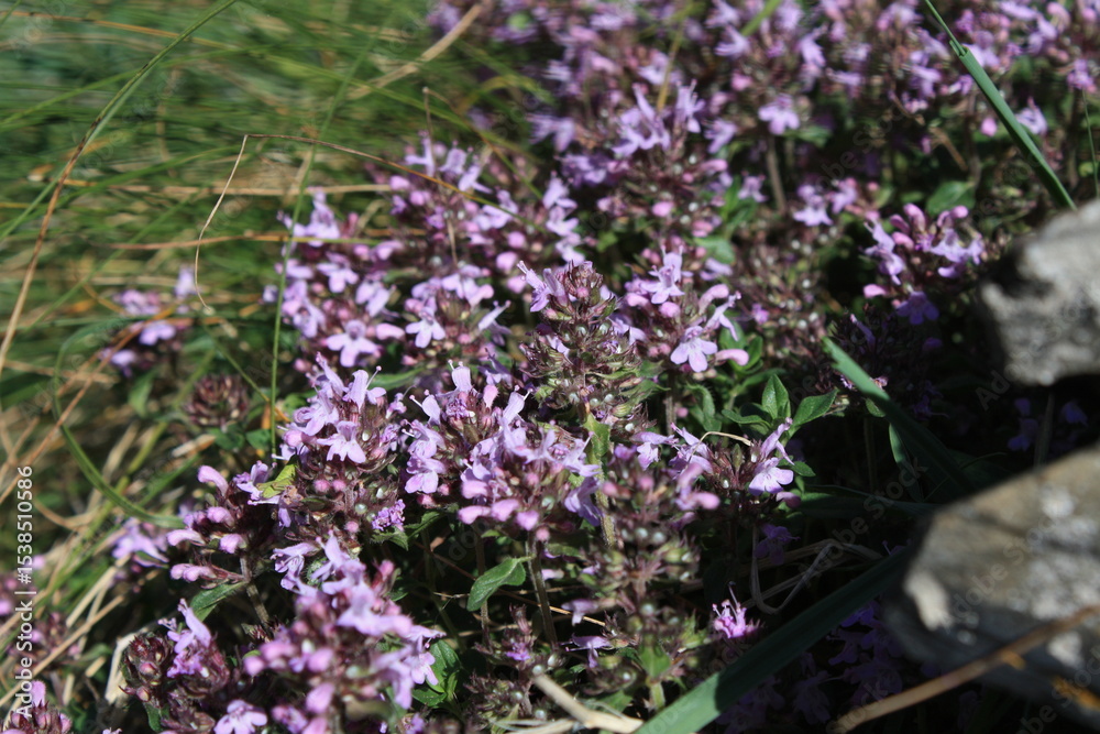 Obraz premium purple flowers in the garden