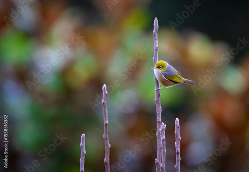bird on a branch hanging from legs in the wild