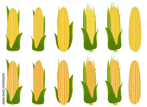 Abundance of sweet corn with fresh green husks, vibrant and ready to eat.