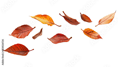 Autumn leaves dancing in the wind