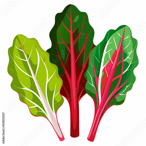 Vibrant Swiss Chard Illustration A Trio of Colorful Leaves with Red White and Green Stalks Perfect for Culinary and Nutritional Designs and Promoting Healthy Eating