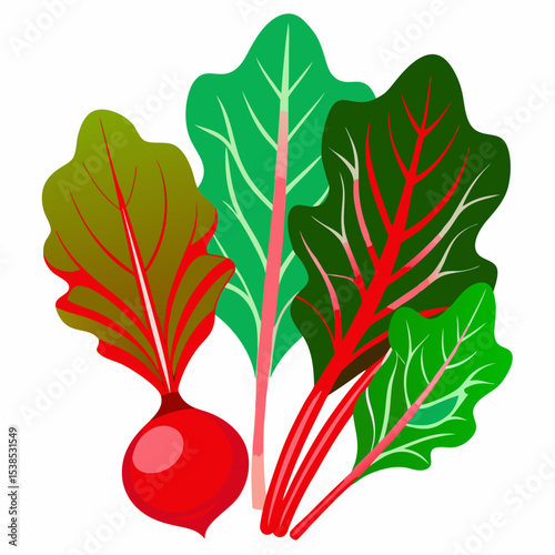 Vibrant Vector Illustration of Swiss Chard and Beetroot Featuring Bright Green and Red Leaves with a Shiny Red Root Vegetable on a White Background colorful