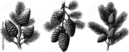 Engraved illustration set of pine tree cones and pine needles for botanical designs