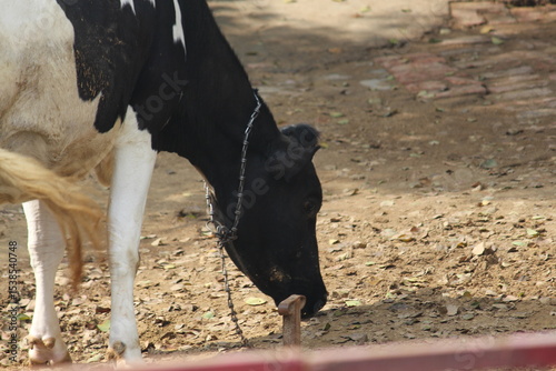 cow in the farm 