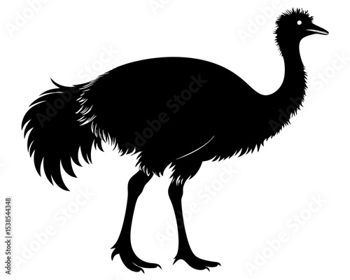 Emu Vector Art, Bird Icon Clipart