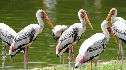 Family of storks by calm green water suitable for naturethemed designs like greeting cards, brochures, and websites with wildlife focus.