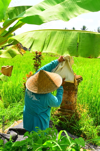 Schilderij op canvas JATILUWIH VILLAGE, TABANAN REGENCY, BALI, INDONESIA - NOVEMBER 19, 2023 The beautiful Jatiluwih rice terraces in Bali, Indonesia