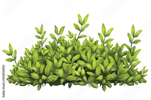 green bush isolated on white background.