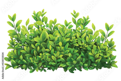 green bush isolated on white background.