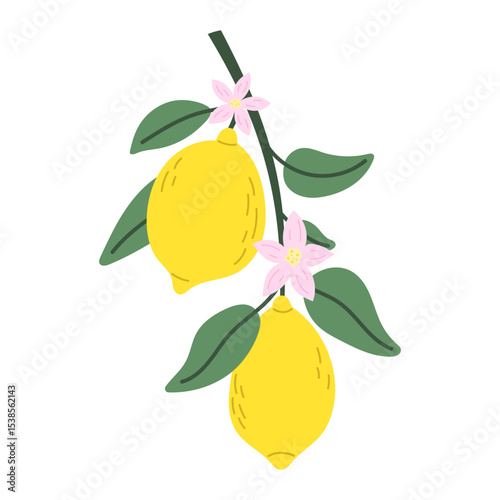 Ripe lemons on a branch. Citrus fruits. Vector illustration.