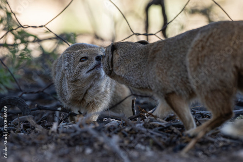 Two Yellow Mongooses (Cynictis penicillata) sharing a gentle moment, touching noses in a social greeting near a fence in a Kgalagadi rest camp.
