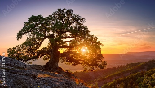 giant oak with old enormous branches growing on the cliff on a backdrop of beautiful sunset landscape