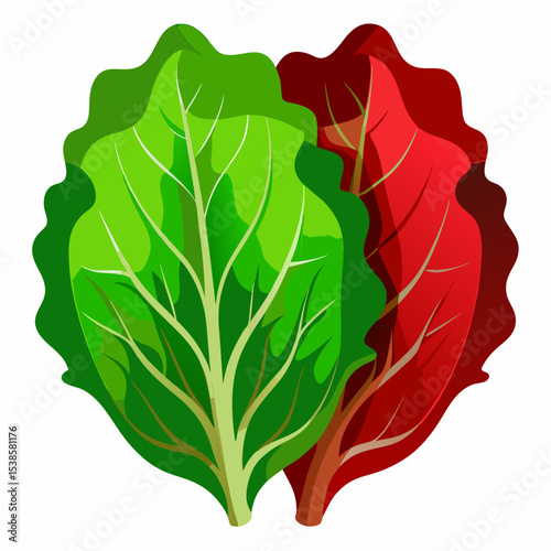 Illustration of green and red leaf lettuce vibrant and healthy suitable for vegan vegetarian or healthy eating themed designs isolated on a white background vector