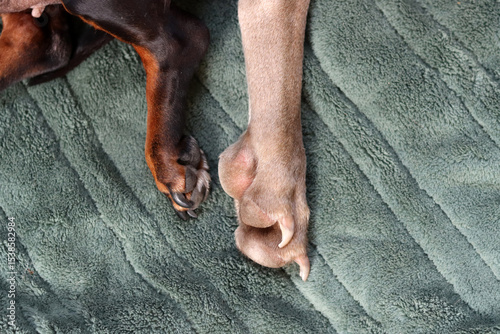 Close up of dog's paw on the bed. Selective focus.
