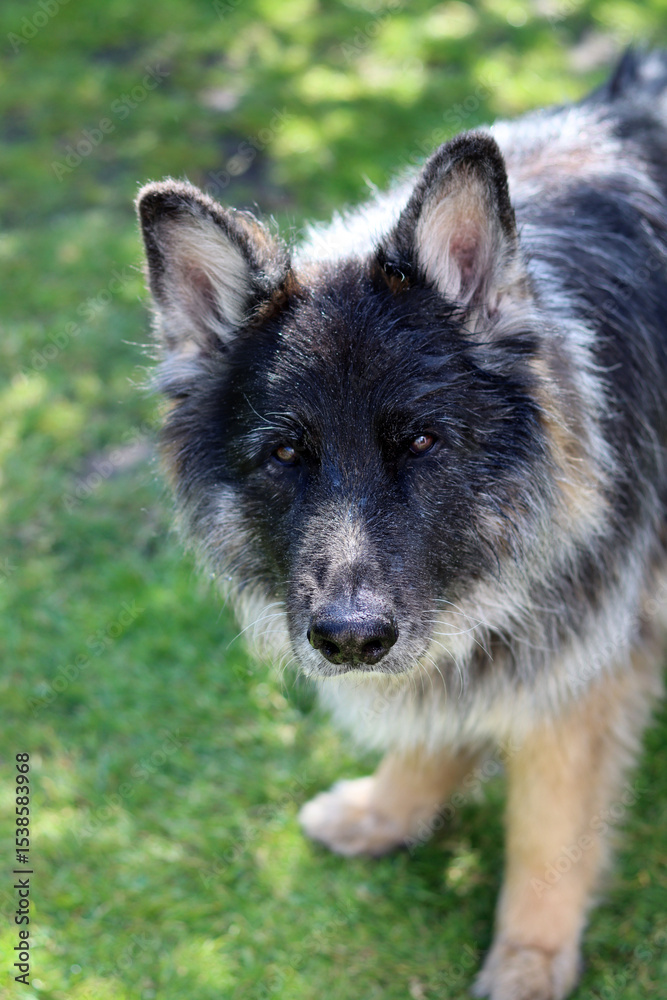 Portrait of a German shepherd dog in the garden, close-up Portrait of a German shepherd dog in the garden, close-up