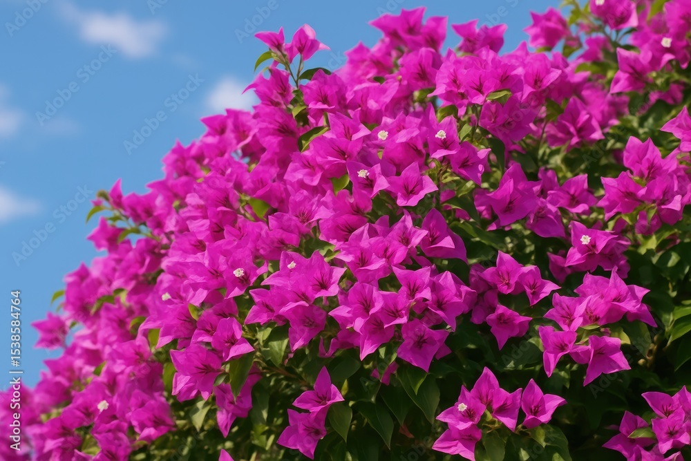 Stunning vibrant magenta bougainvillea blossoms Stunning vibrant magenta bougainvillea blossoms