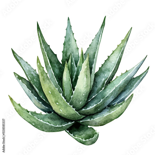 An Aloe Vera Plant, watercolor illustration vector, isolated on a white background.