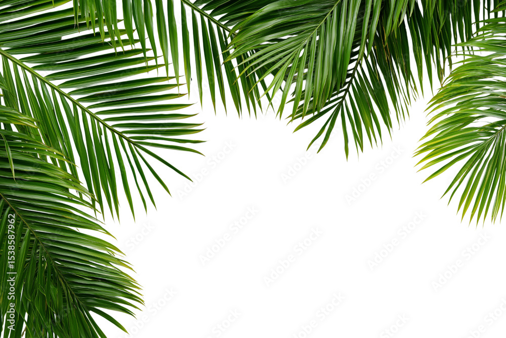 Fototapeta premium Tropical palm leaves frame isolated on white background