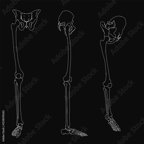 A human skeleton outline of the leg and thigh, featuring front, side, and isometric views. White line illustration on a black background with clean, detailed contours.