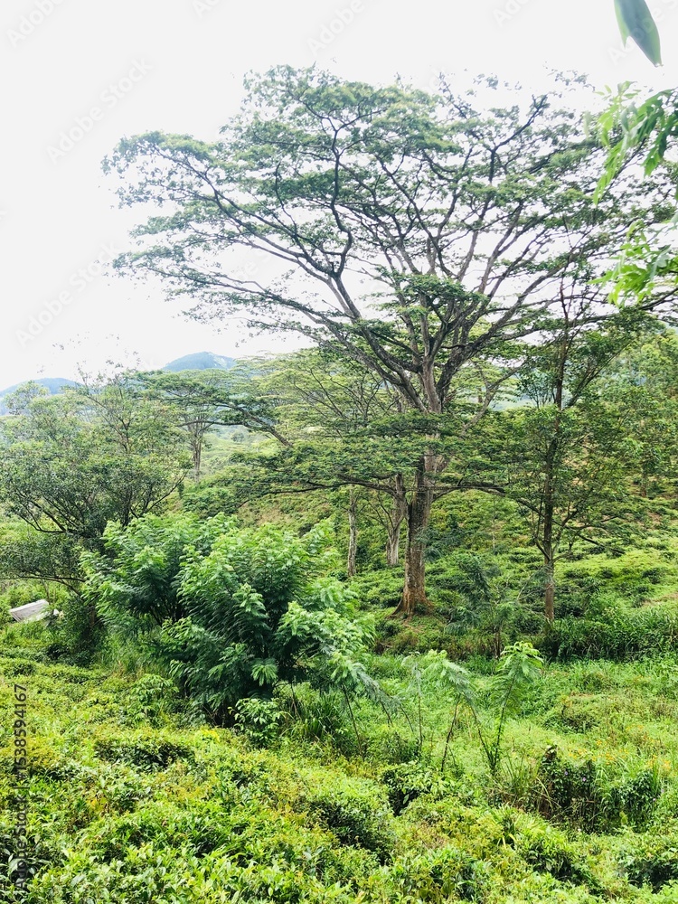 Fototapeta premium trees in the woods