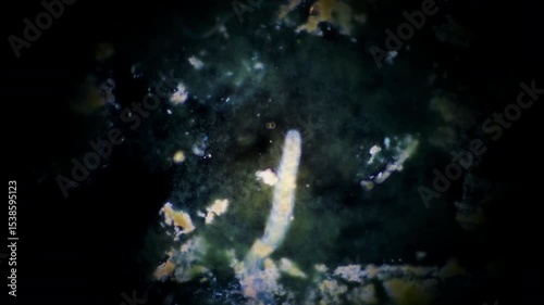 The amazing world of microbiology. Different bacteria, microbes and single-celled microorganisms are visible through a microscope. High-quality video.