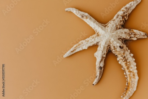 Close-up of a textured white starfish on a sand-colored background
