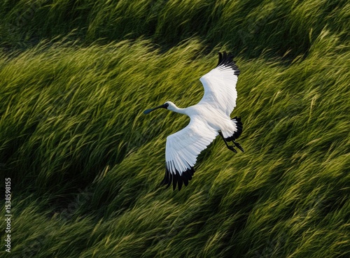 Eurasian Spoonbill in flight over tall green grass.