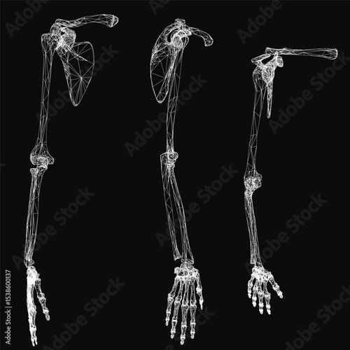 A detailed 3D model of a human skeleton on a black background highlights the intricate anatomy of bones and joints. The hand bones are clearly visible, showcasing phalanges and metacarpals.