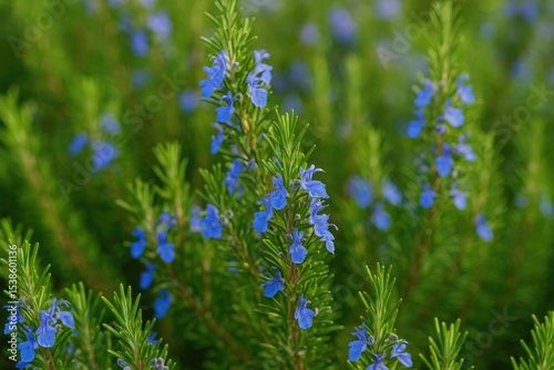 Garden featuring blue rosemary blossoms