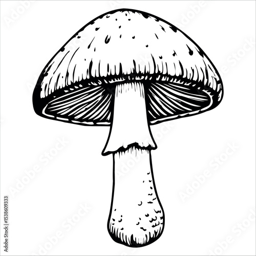 A detailed illustration of a mushroom with a rounded cap and a thick stem. The mushroom is depicted in black and white, showcasing its texture and shape.