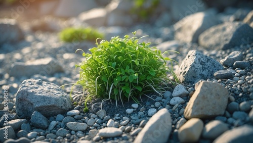 A resolute depiction of nature will, this image illustrates weeds emerging through a rugged terrain of mixed gravel, contrasting the tenderness of organic life with the hardness of stone.