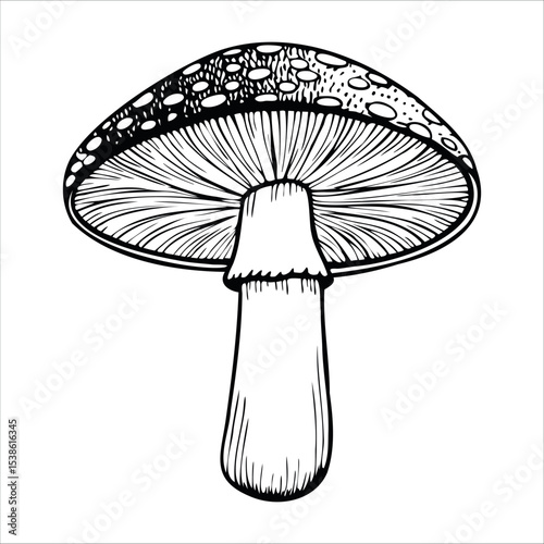 A detailed illustration of a mushroom with a rounded cap and a thick stem. The cap features small dots and lines, showcasing its texture and structure.